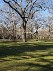 trees in the park