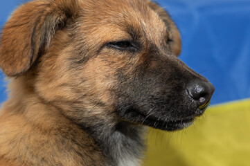 Young homeless dog in an animal shelter. Portrait of homeless dog during the war.