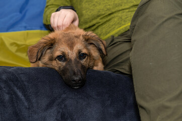 Young homeless dog in an animal shelter. Portrait of homeless dog during the war.
