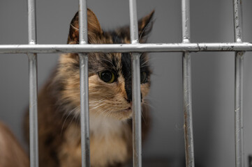 Obraz premium Young homeless cat in an animal shelter. Portrait of homeless kitty