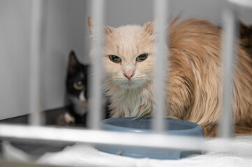 Young homeless cat in an animal shelter. Portrait of homeless kitty
