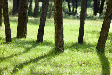 Contrasting long shadows from trees on bright green grass. The green lawn in the park is brightly...