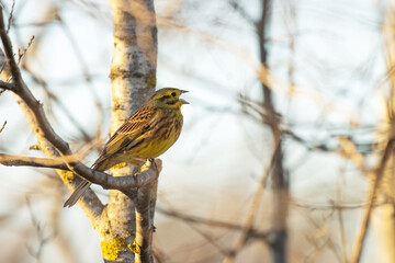 Colorful male Yellowhammer, Emberiza citrinella perched and singing on an early spring evening in Estonia, Northern Europe