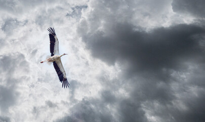 A Stork in the Alsace © Irenevdb