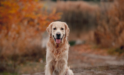 Golden retriever dog in autumn forest