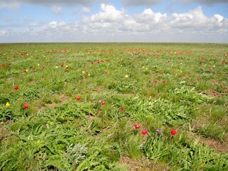 Flowering wild tulips in the steppe in spring
