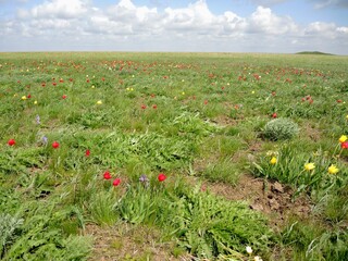 Flowering wild tulips in the steppe in spring