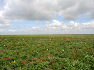 Flowering wild tulips in the steppe in spring