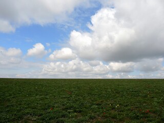 Flowering wild tulips in the steppe in spring