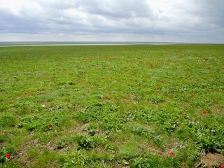 Flowering wild tulips in the steppe in spring