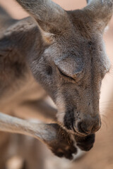 Naklejka na ściany i meble A kangaroo in depressed mood