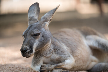 A kangaroo lying down on the ground. Half body photo.