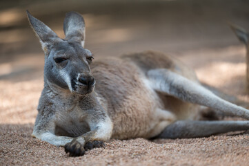 A kangaroo lying down on the ground. Full body photo.