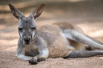 Rolgordijnen A kangaroo lying down on the ground. Full body photo. © imphilip