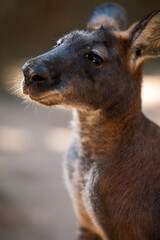 lovely and funny Kangaroo headshot 