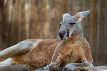 A kangaroo lying down on the ground. Full body photo.
