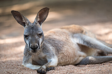 Naklejka na ściany i meble A kangaroo lying down on the ground. Full body photo.