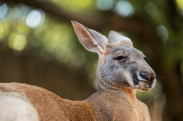 A kangaroo lying down on the ground. Half body photo.