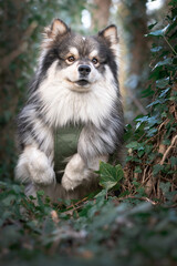Portrait of a Finnish Lapphund dog outdoors