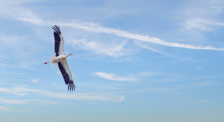 A Stork in the Alsace
