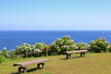 海岸沿いのあじさい