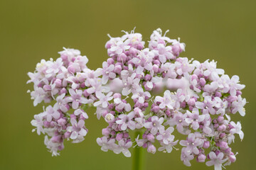 Pink valerian flowers, close-up. Wild  Valerian, Valeriana officinalis. Place for text.