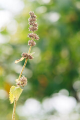 Mentha piperita ( mint variety), a plant in the garden	