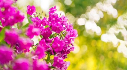 Garden phlox (Phlox paniculata), bright summer flowers. Blooming branches of phlox in the garden on a sunny day. Soft blurred selective focus.	