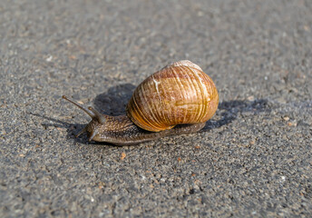Big garden snail in shell crawling on wet road
