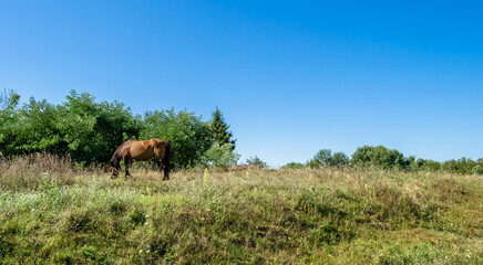 Beautiful wild brown horse stallion on summer flower meadow