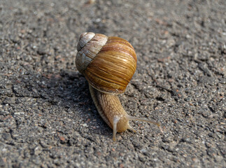 Big garden snail in shell crawling on wet road