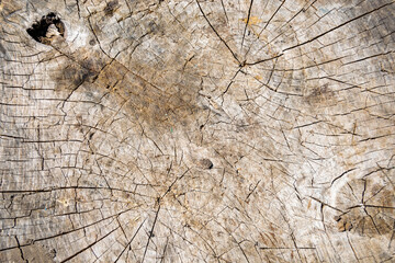 Beautiful wooden fracture old oak, natural texture close up