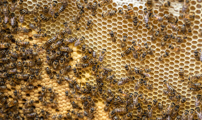 Honeycomb from bee hive filled with golden honey