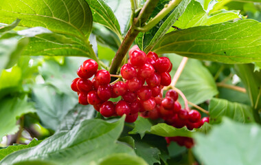 Photography on theme beautiful sour berry viburnum