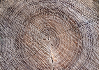 Beautiful wooden fracture old oak, natural texture close up