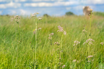 Blooming wild valerian in the meadow. Valeriana officinalis. Place for text.