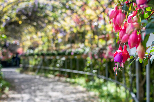 Dancing flowers in the sun in the garden