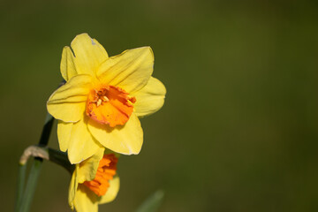 gelbe Narzisse, Osterglocke
