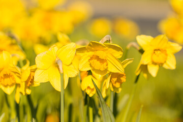 Fototapeta premium gelbe Narzisse, Osterglocke