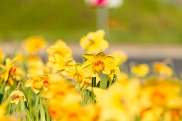 Fototapeta premium gelbe Narzisse, Osterglocke