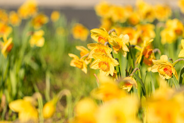 gelbe Narzisse, Osterglocke © Sandwurm79