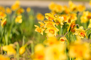 gelbe Narzisse, Osterglocke © Sandwurm79