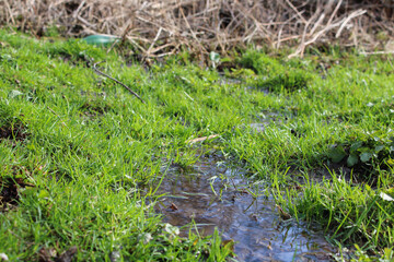 Stream of water in the bright green grass in spring