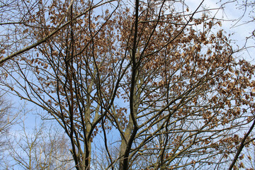 Dry oak leaves on a tall tree, view from below
