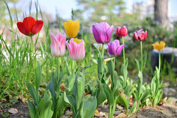 チューリップ/ Tulips