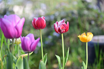 Fototapeta premium チューリップ/ Tulips