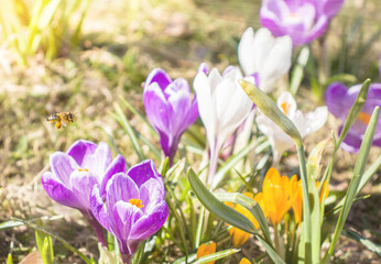 Piękne wiosenne kwitnące kolorowe krokusy, fioletowe i białe w promieniach słońca na tle łąki - obrazy, fototapety, plakaty