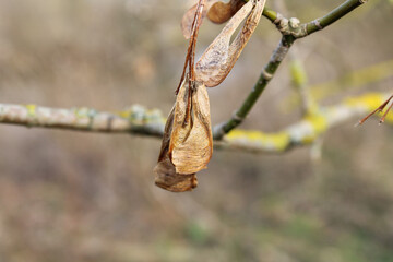 Dry leaves of deciduous trees in the forest on a tree branch
