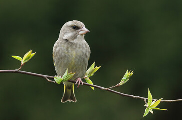 Female European greenfinch, Chloris chloris perched on a Bird cherry branch during a spring day in Estonian boreal forest
