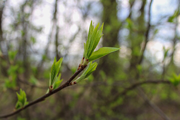 The first tender spring leaves of the young vine